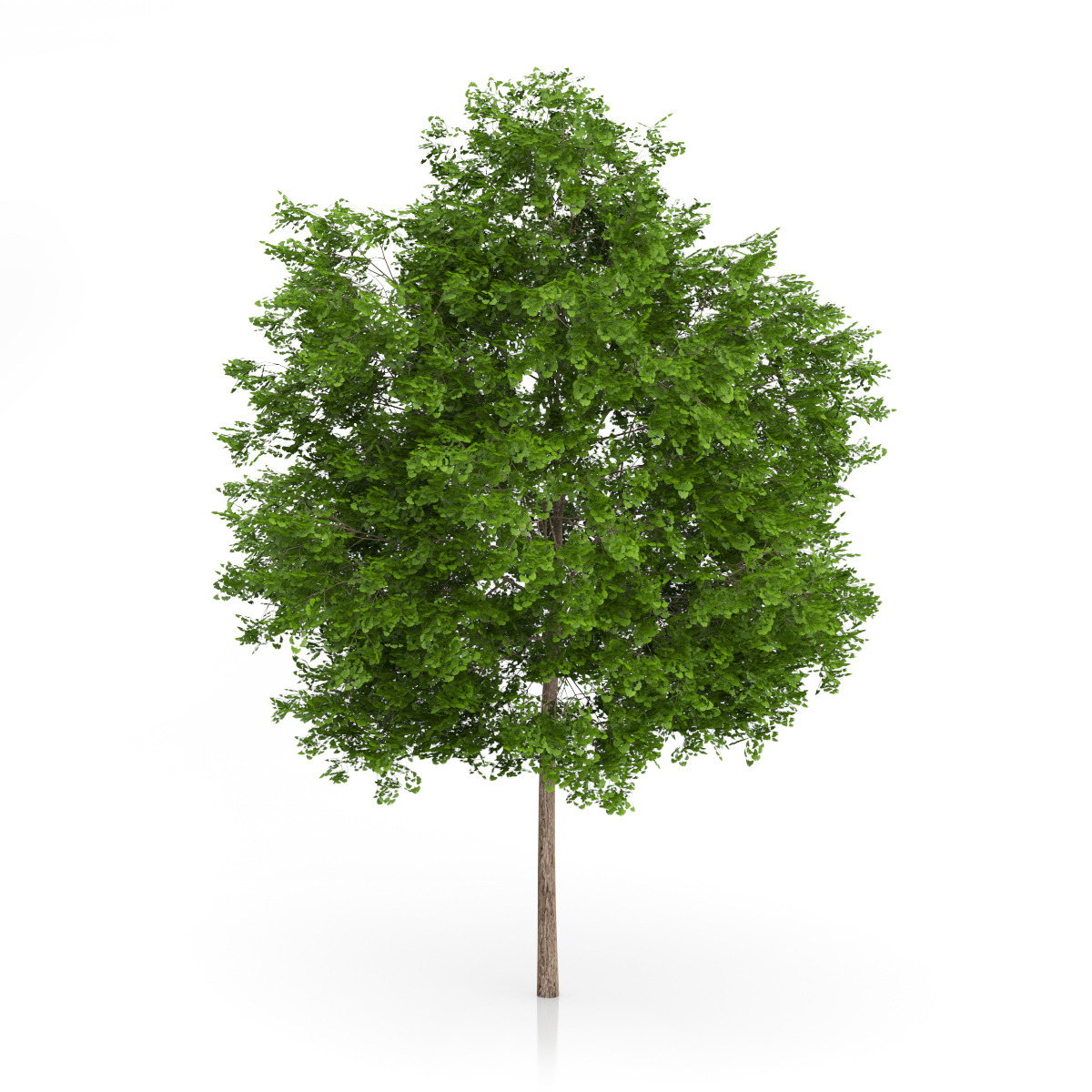 Maidenhair Tree (Ginkgo biloba) 6.3m by CGAxis | 3DOcean
